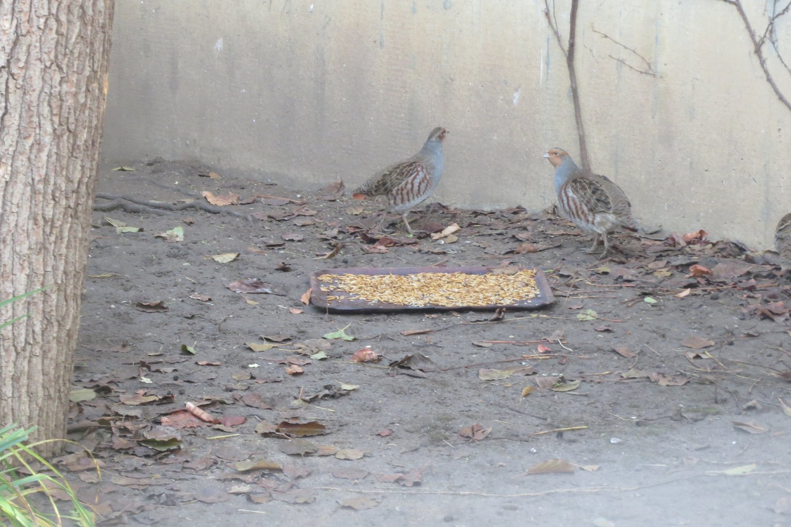 Vogelfreifluganlage - Grey partridges 011218
