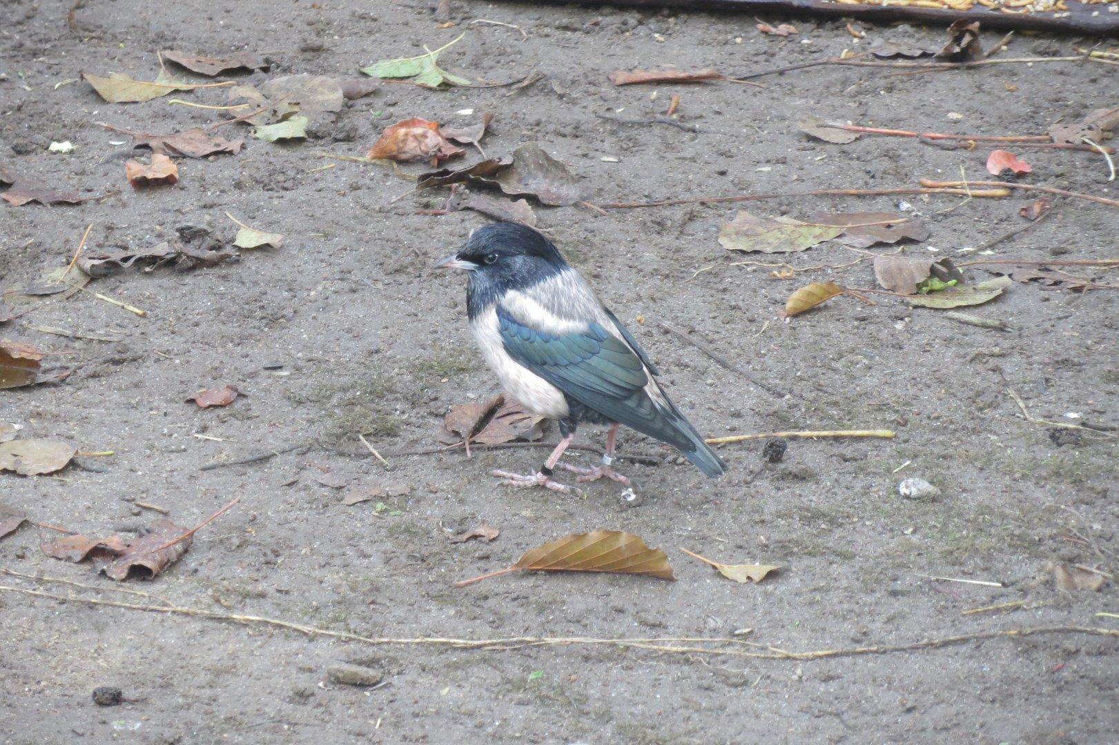 Vogelfreifluganlage - Rose-coloured starling 011218
