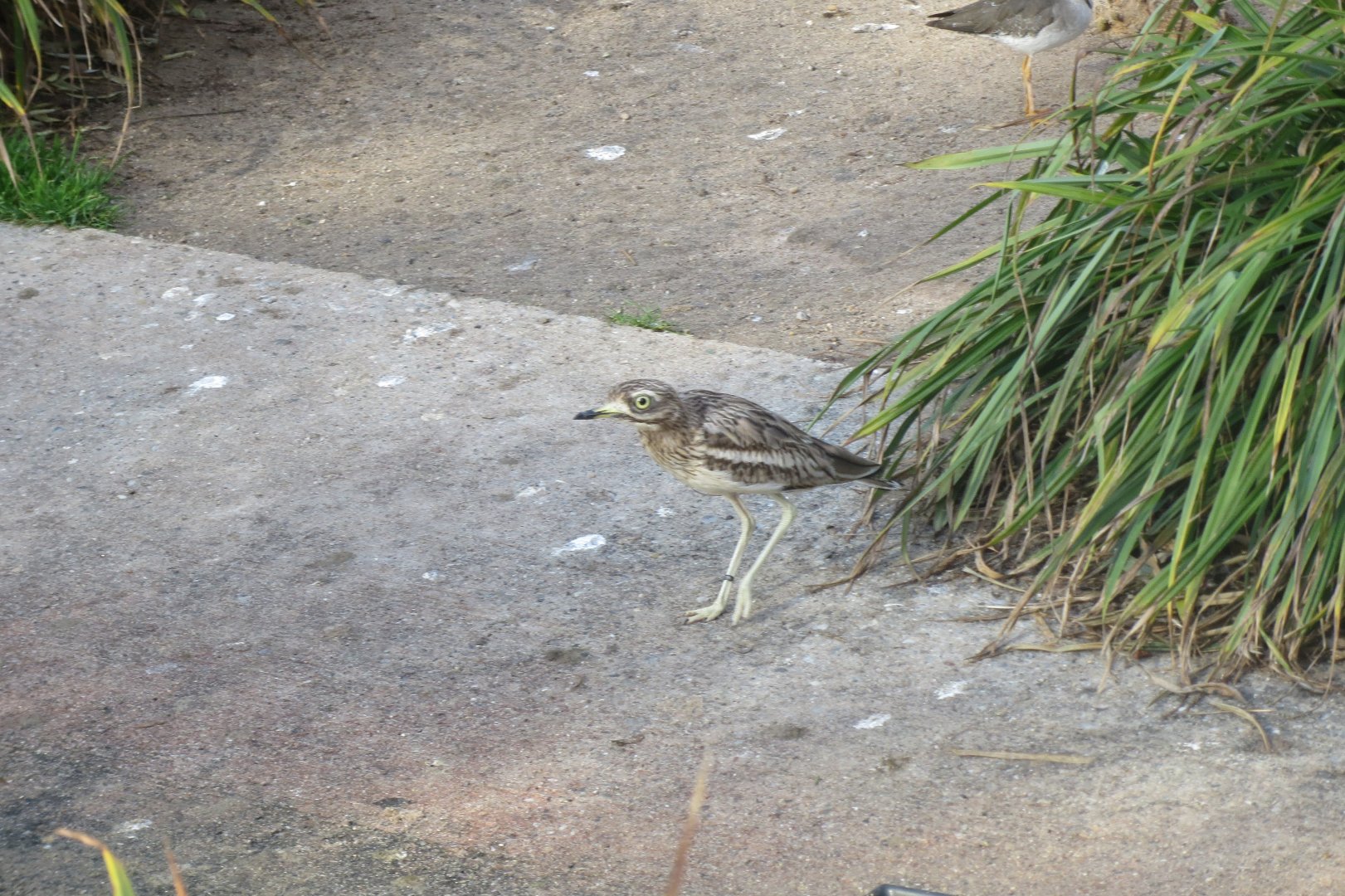 Vogelfreifluganlage - Stone curlew 011218