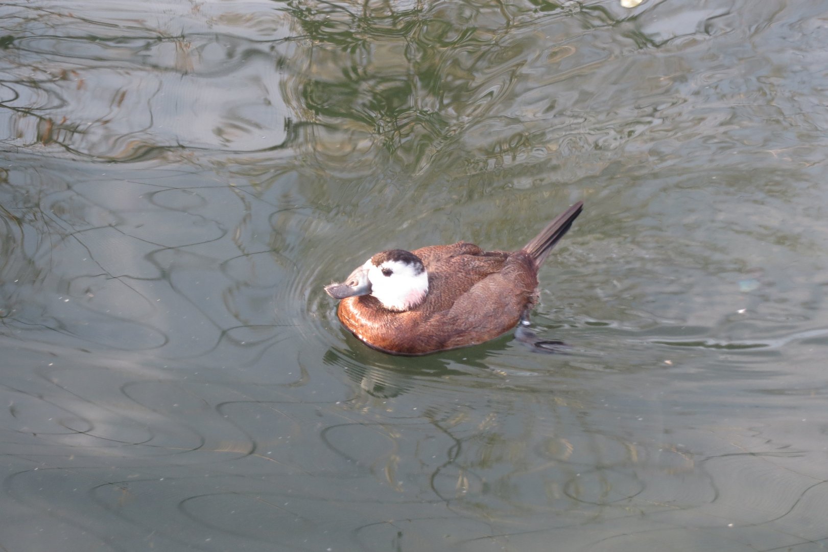 Vogelfreifluganlage - White-headed duck 011218