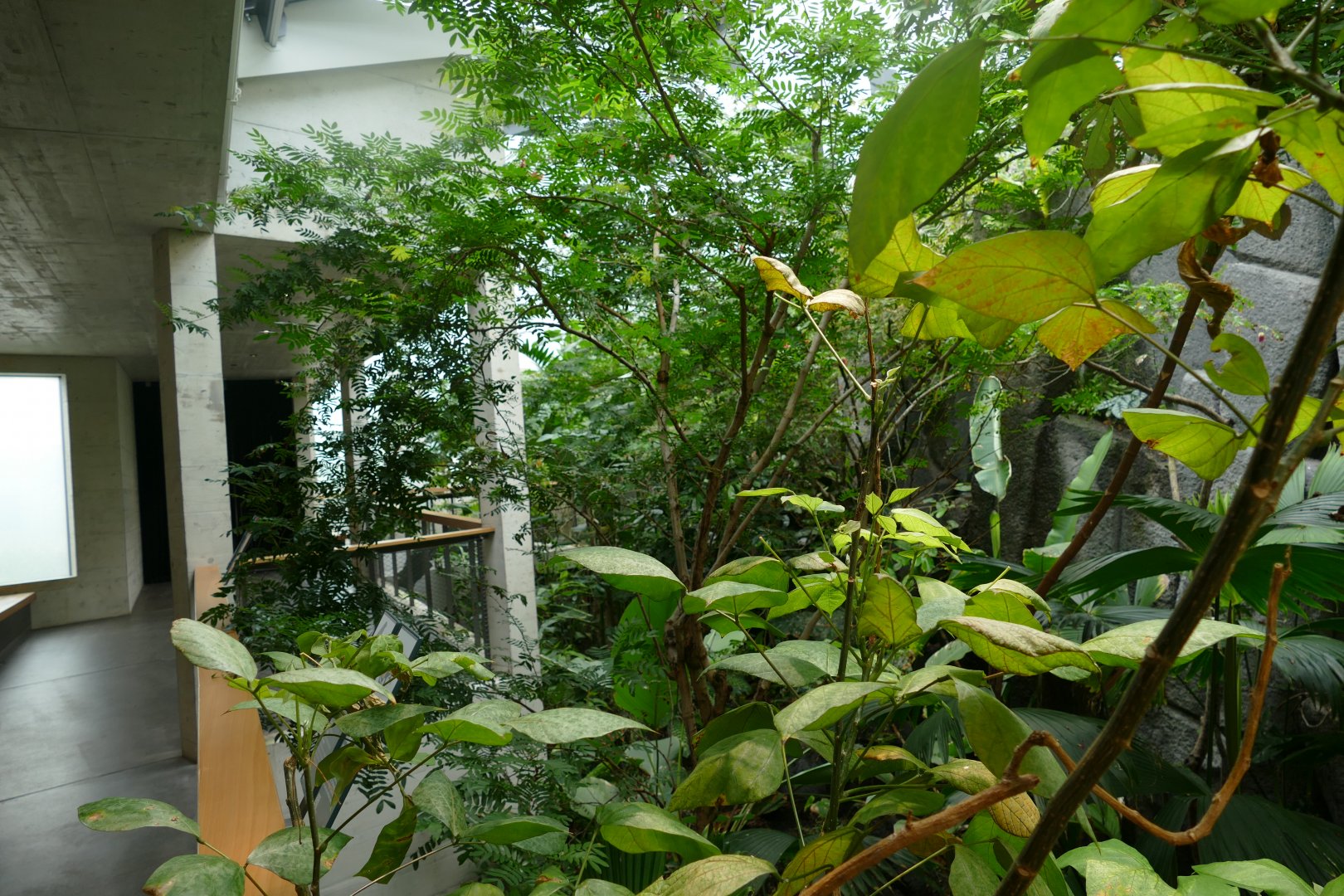 Vogelhaus- Neotropical Walk-through