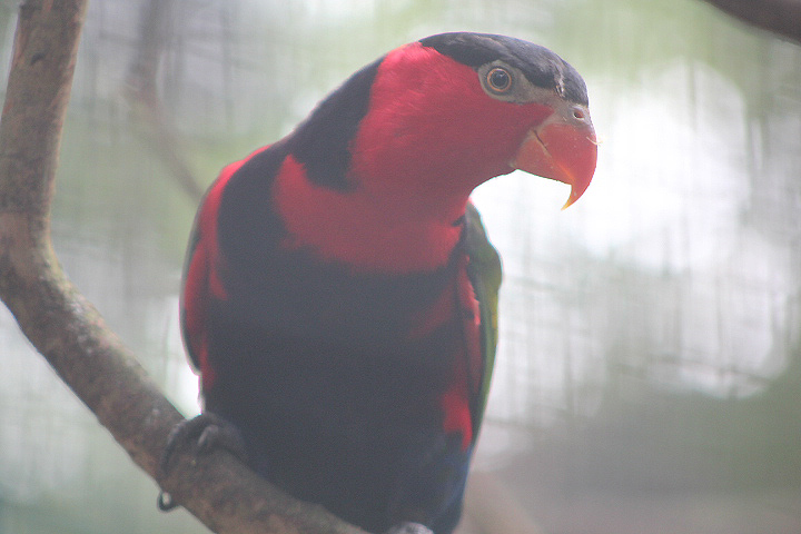 Vogelkop black-capped lory (Lorius lory lory) - Bird Park