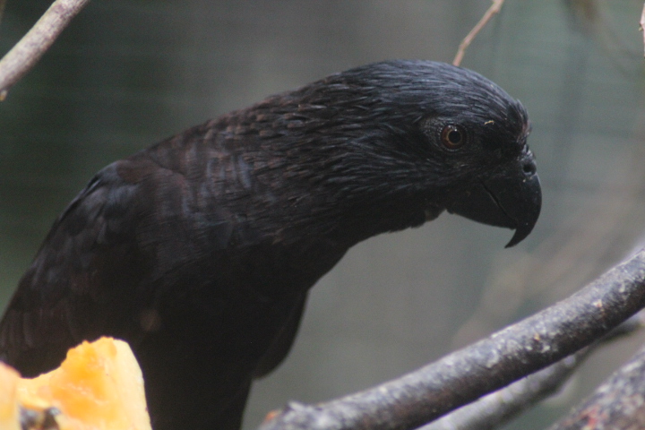 Vogelkop black lory (Chalcopsitta atra atra)