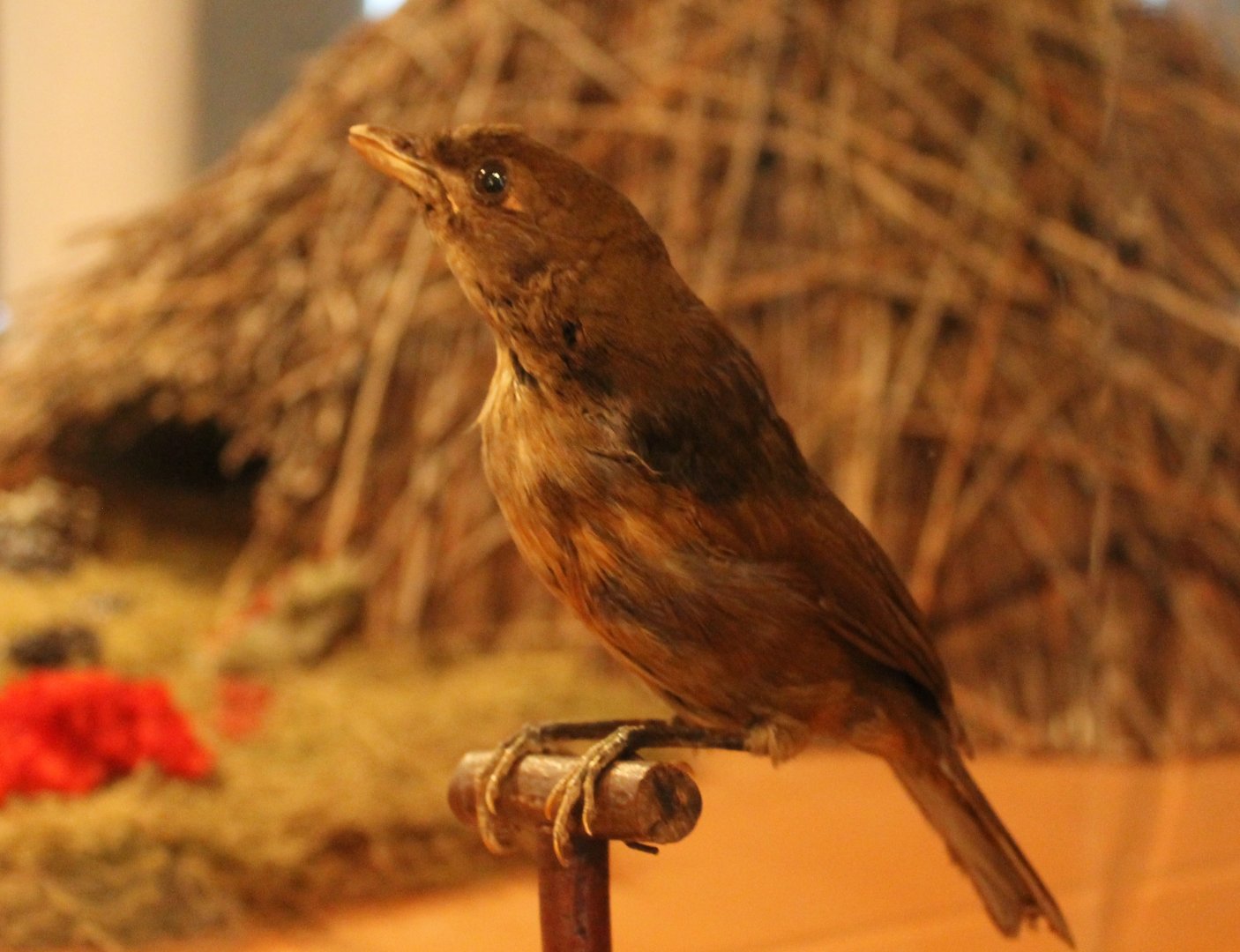 Vogelkop bowerbird - Amblyornis inornata