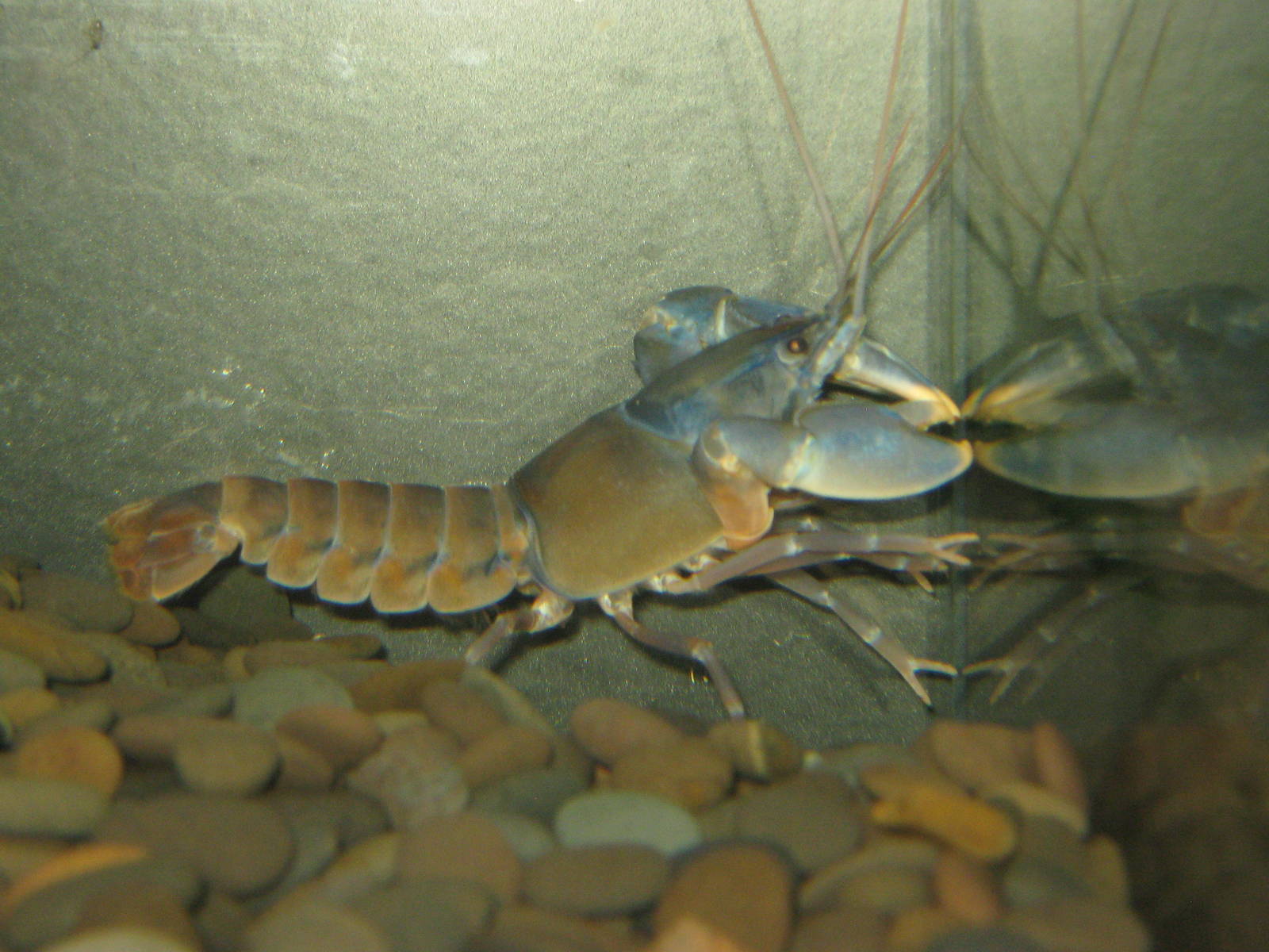 Vogelkop crayfish (Cherax holthusi)