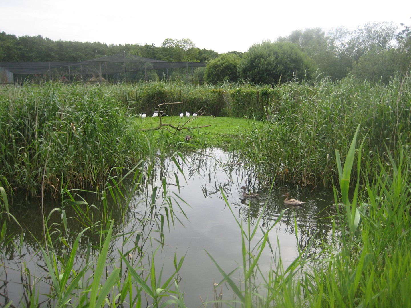 Vogelpark Niendorf - Abdim's stork/sacred ibis exhibit