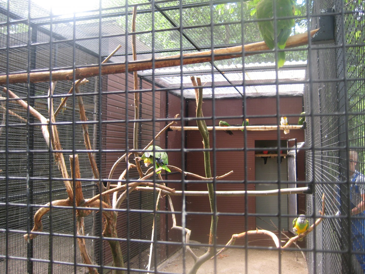 Vogelpark Niendorf - Amazon parrot/conure aviary