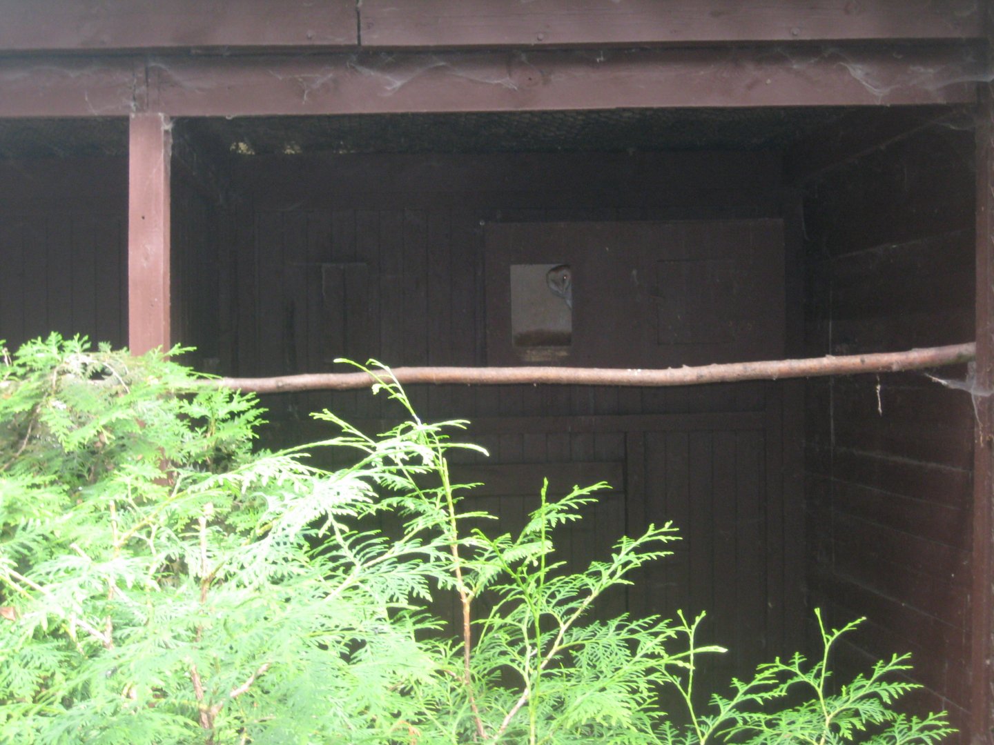Vogelpark Niendorf - American barn owl aviary
