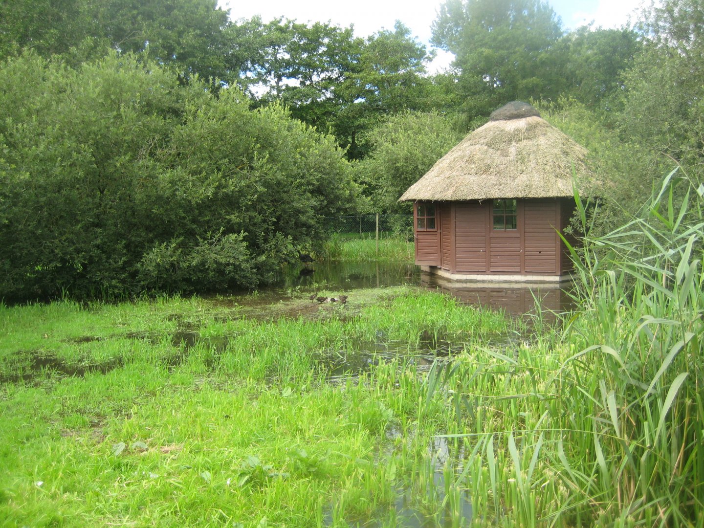 Vogelpark Niendorf - Black stork/oriental white stork exhibit