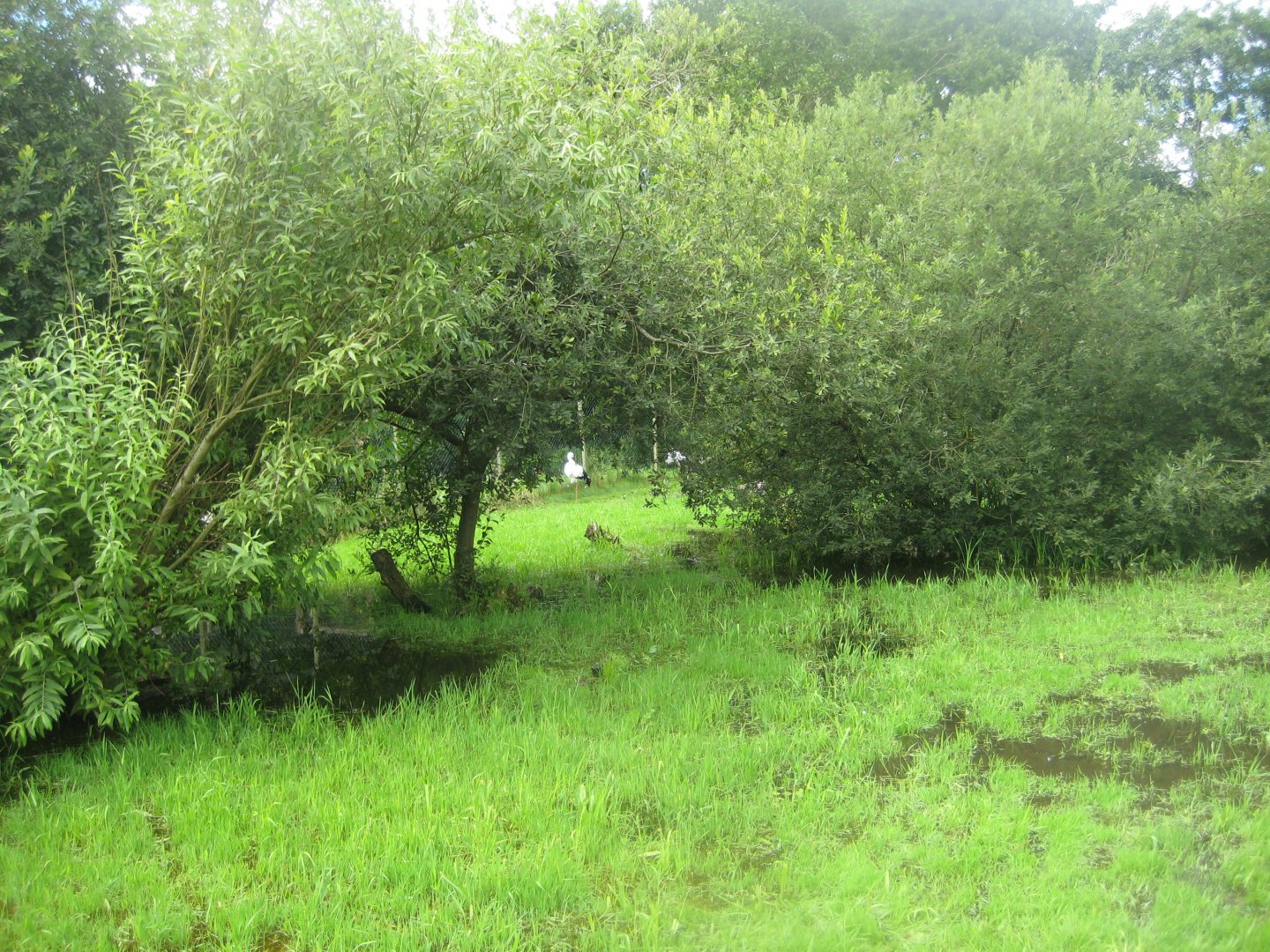 Vogelpark Niendorf - Black stork/oriental white stork exhibit