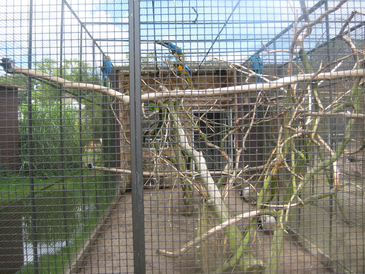 Vogelpark Niendorf - Blue-and-yellow macaw aviary