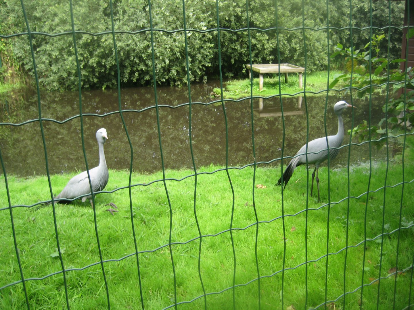 Vogelpark Niendorf - Blue crane exhibit