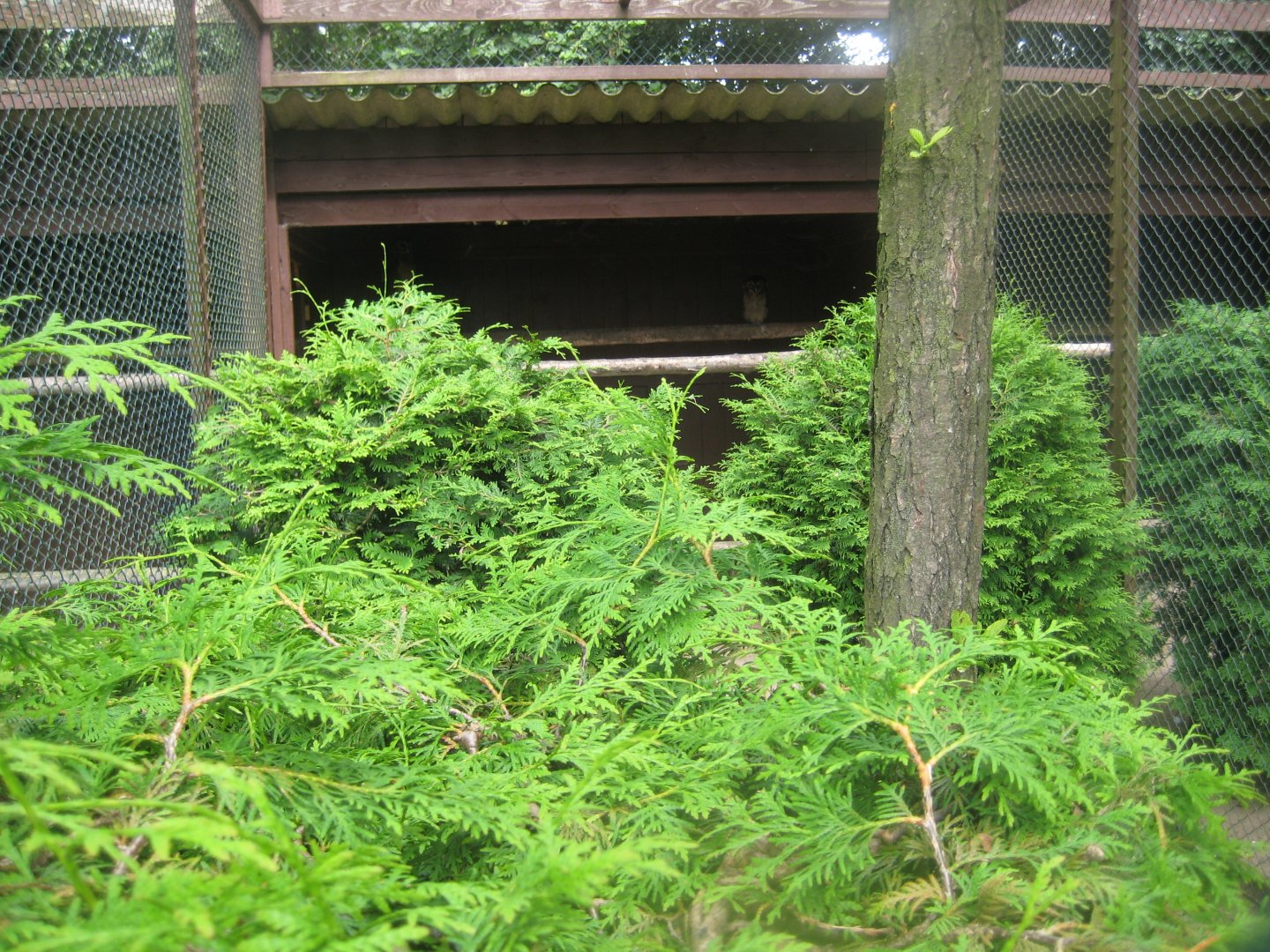 Vogelpark Niendorf - Brown wood owl aviary