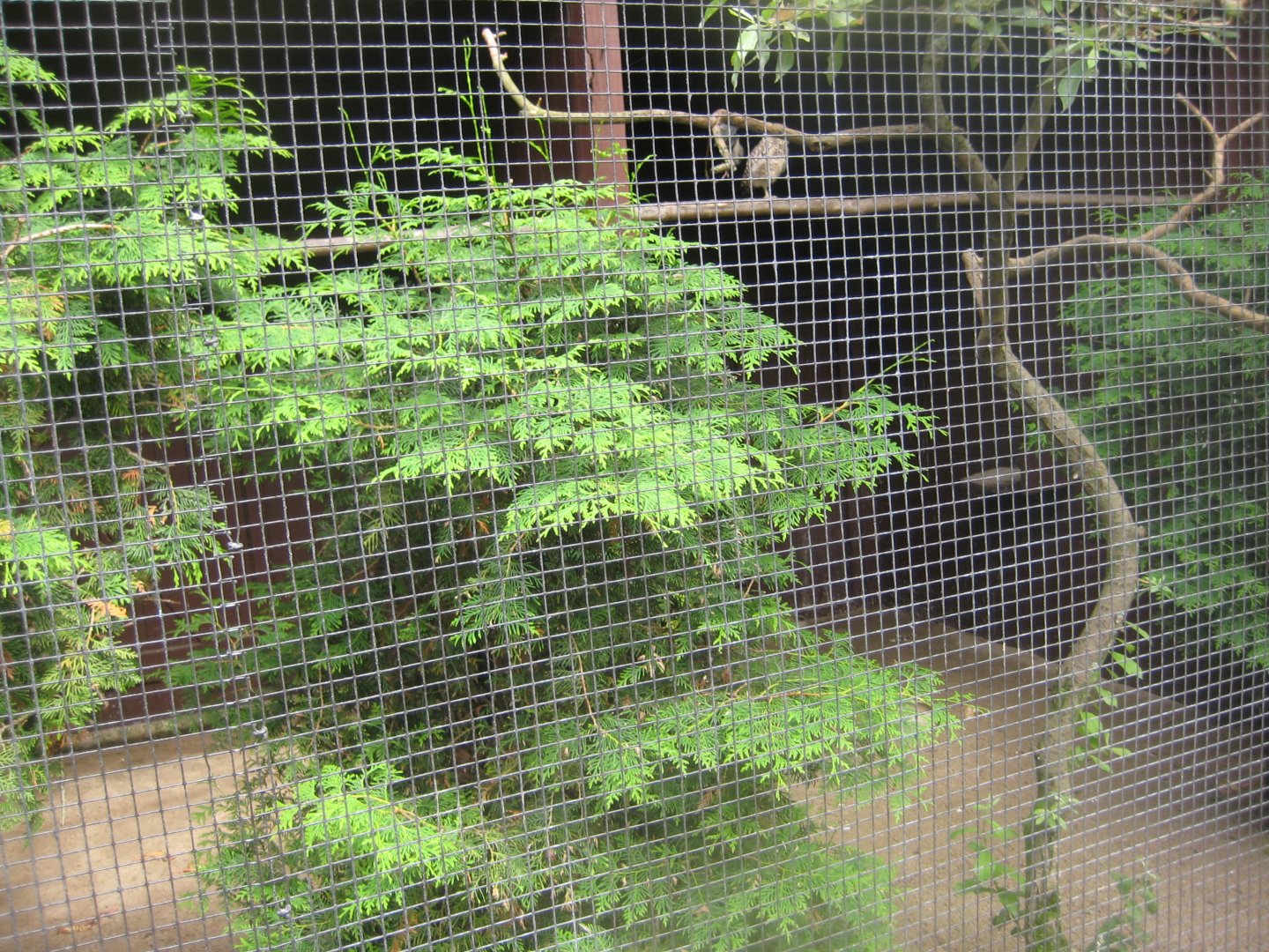 Vogelpark Niendorf - Burrowing owl aviary