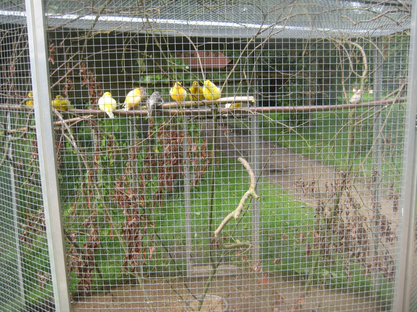 Vogelpark Niendorf - Canary aviary