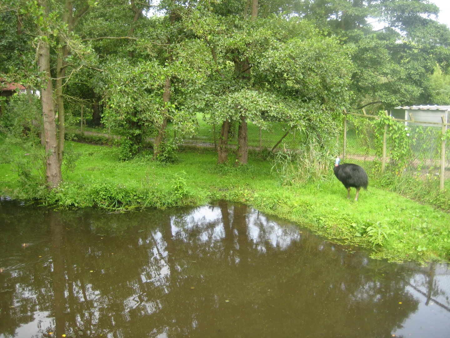 Vogelpark Niendorf - Cassowary exhibit