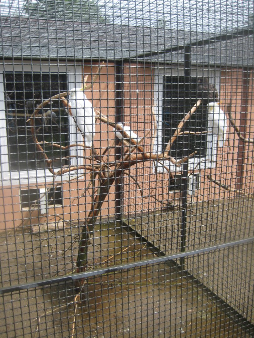 Vogelpark Niendorf - Cockatoo/eclectus parrot aviary