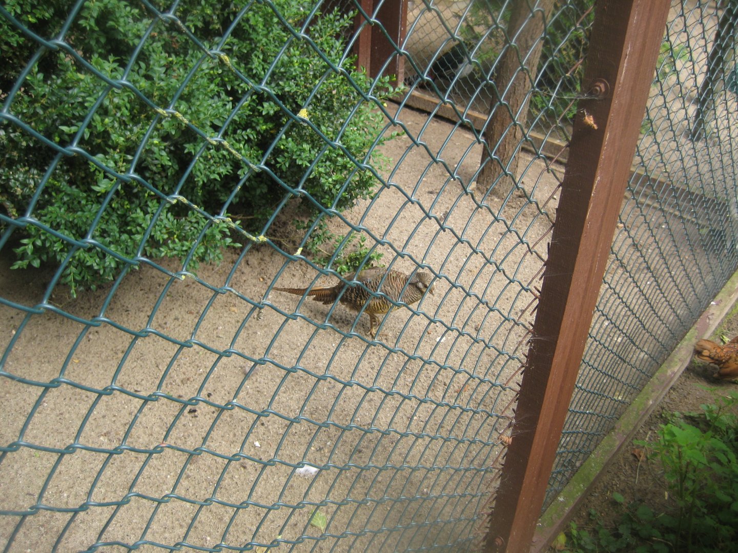 Vogelpark Niendorf - Common barn owl aviary #1