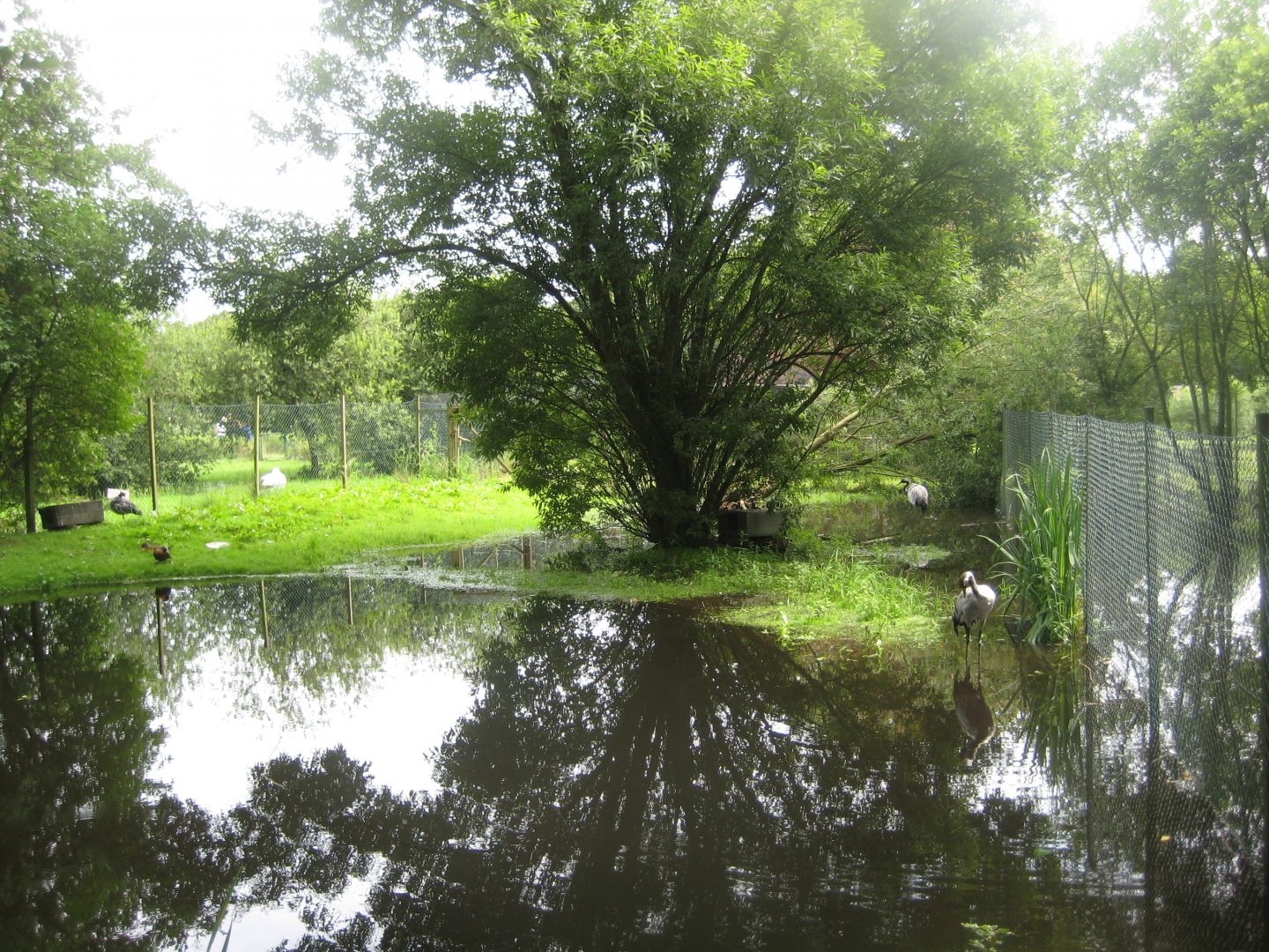 Vogelpark Niendorf - Common crane exhibit