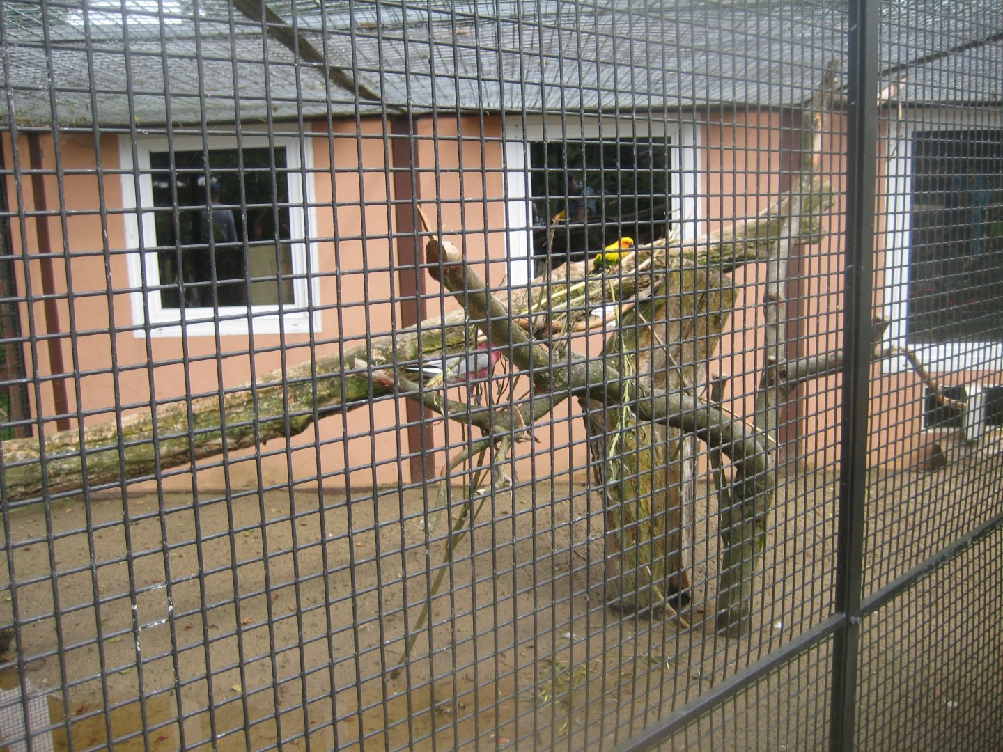 Vogelpark Niendorf - Conure/galah aviary
