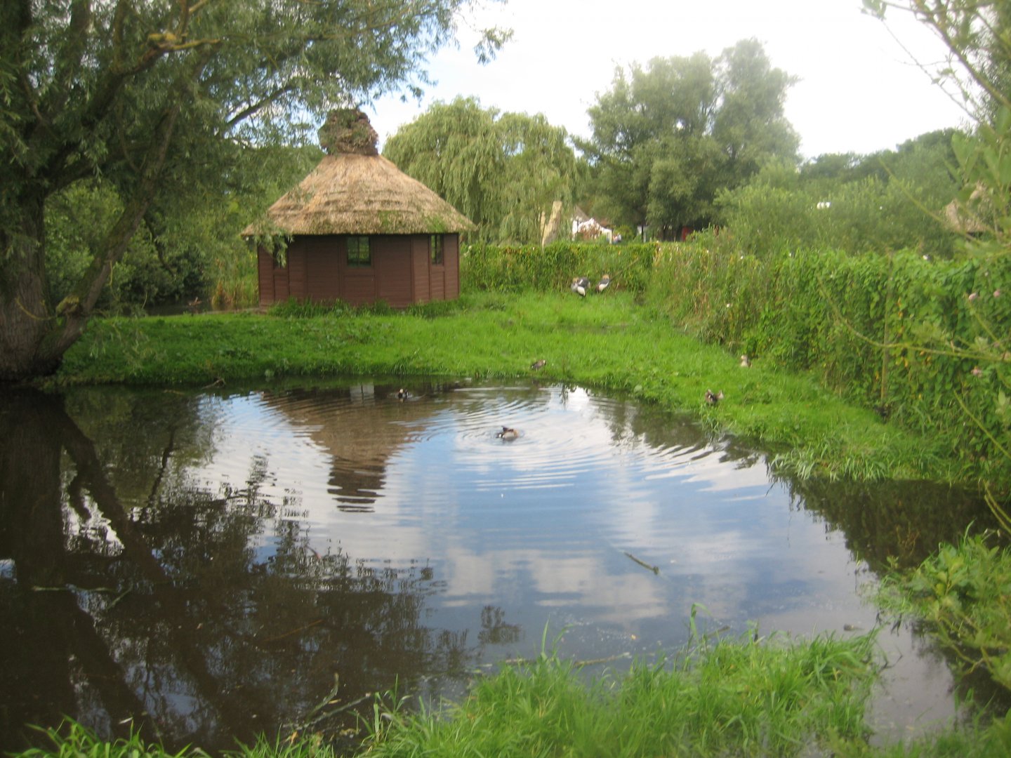 Vogelpark Niendorf - Crowned crane exhibit