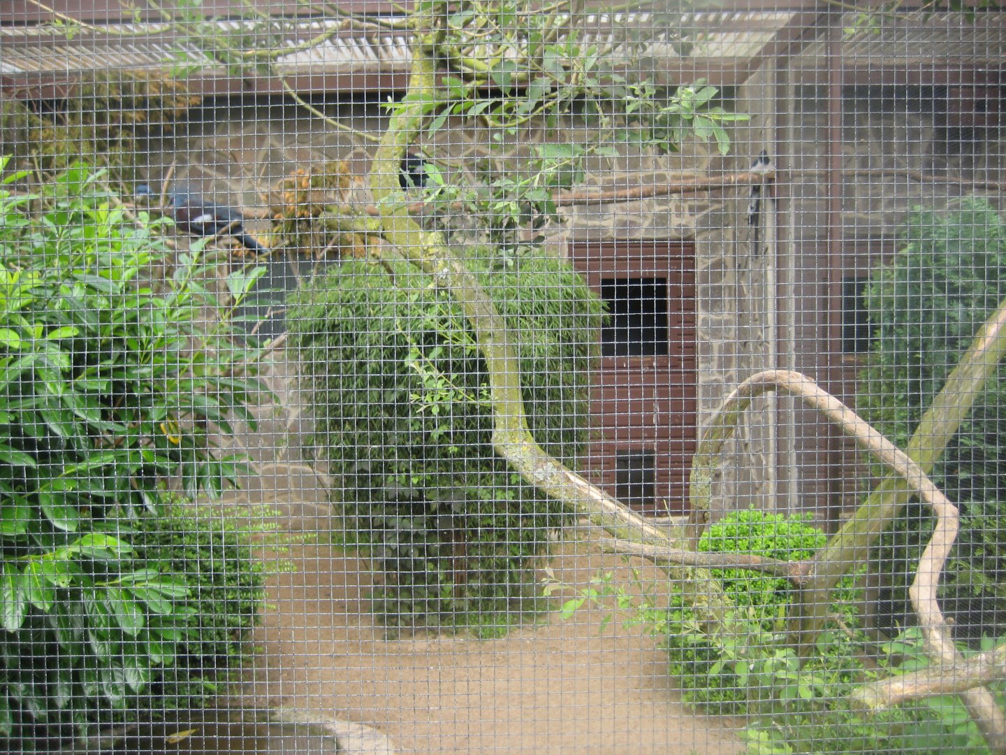Vogelpark Niendorf - Crowned-pigeon aviary