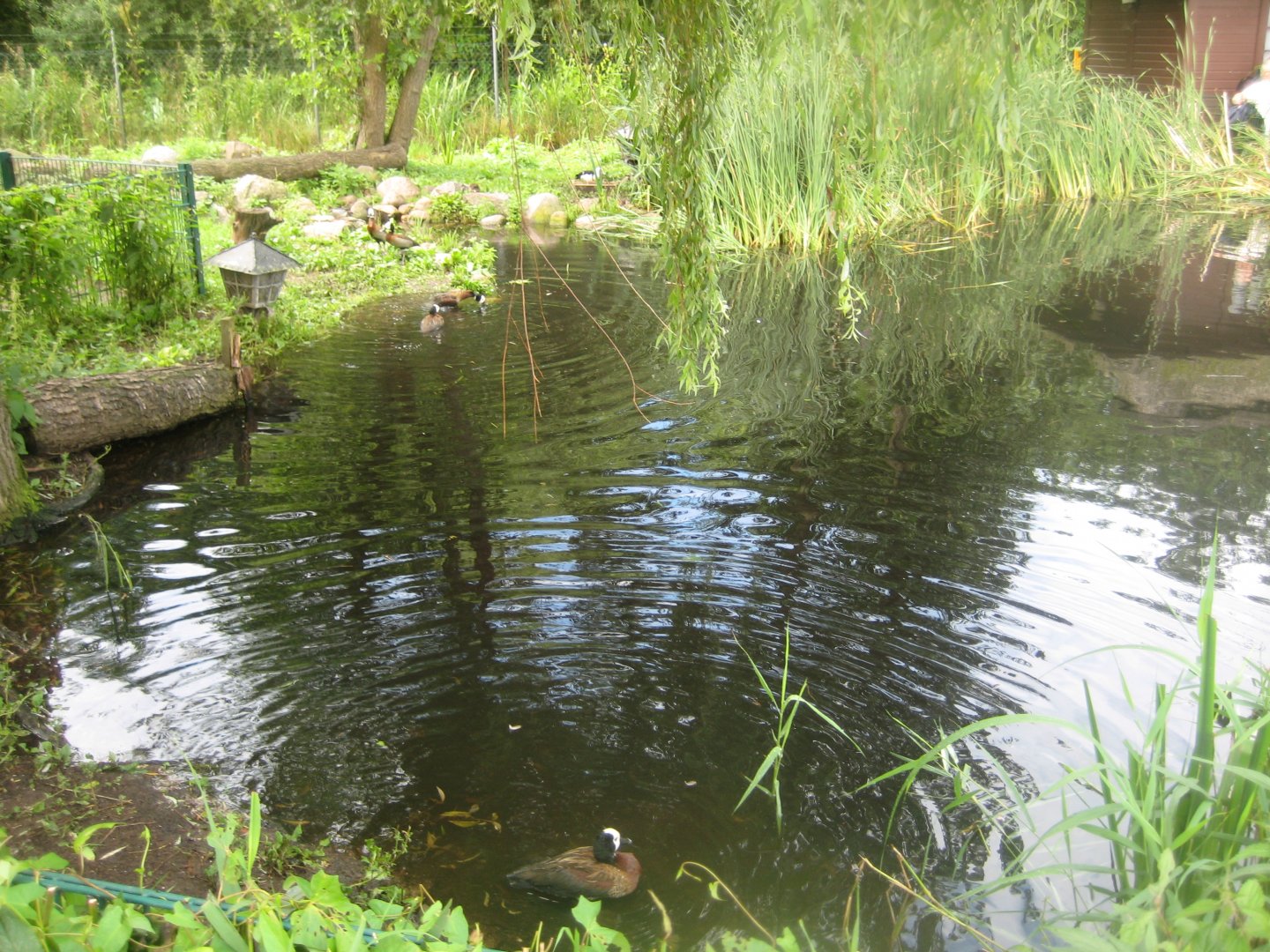 Vogelpark Niendorf - Duck pond