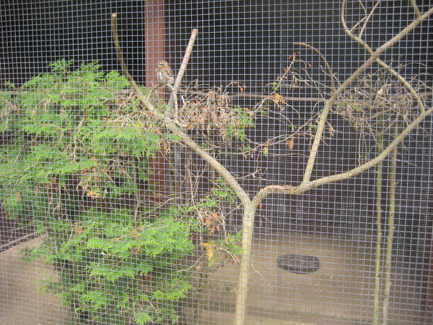 Vogelpark Niendorf - Ferruginous pygmy owl aviary