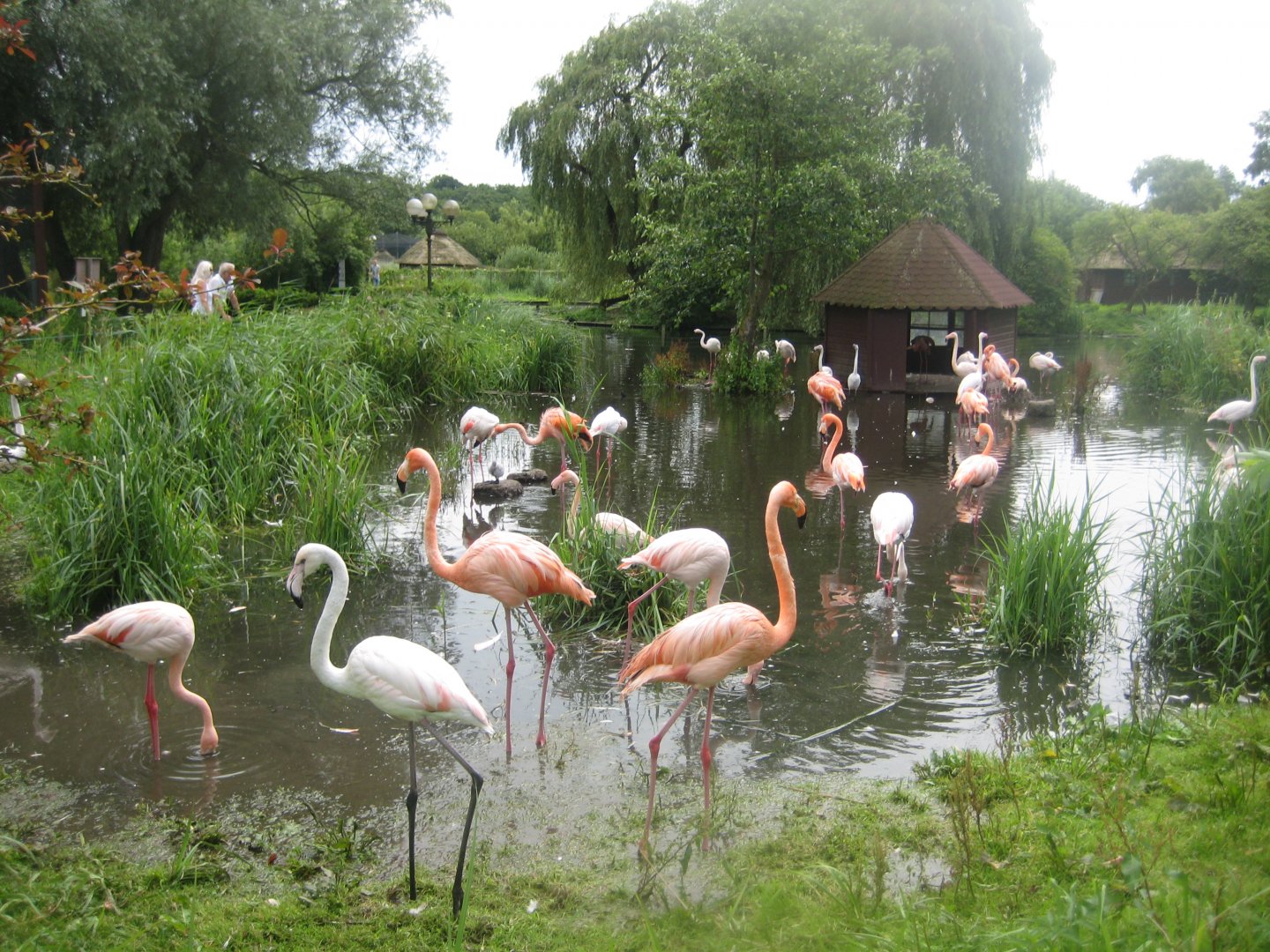 Vogelpark Niendorf - Flamingo exhibit