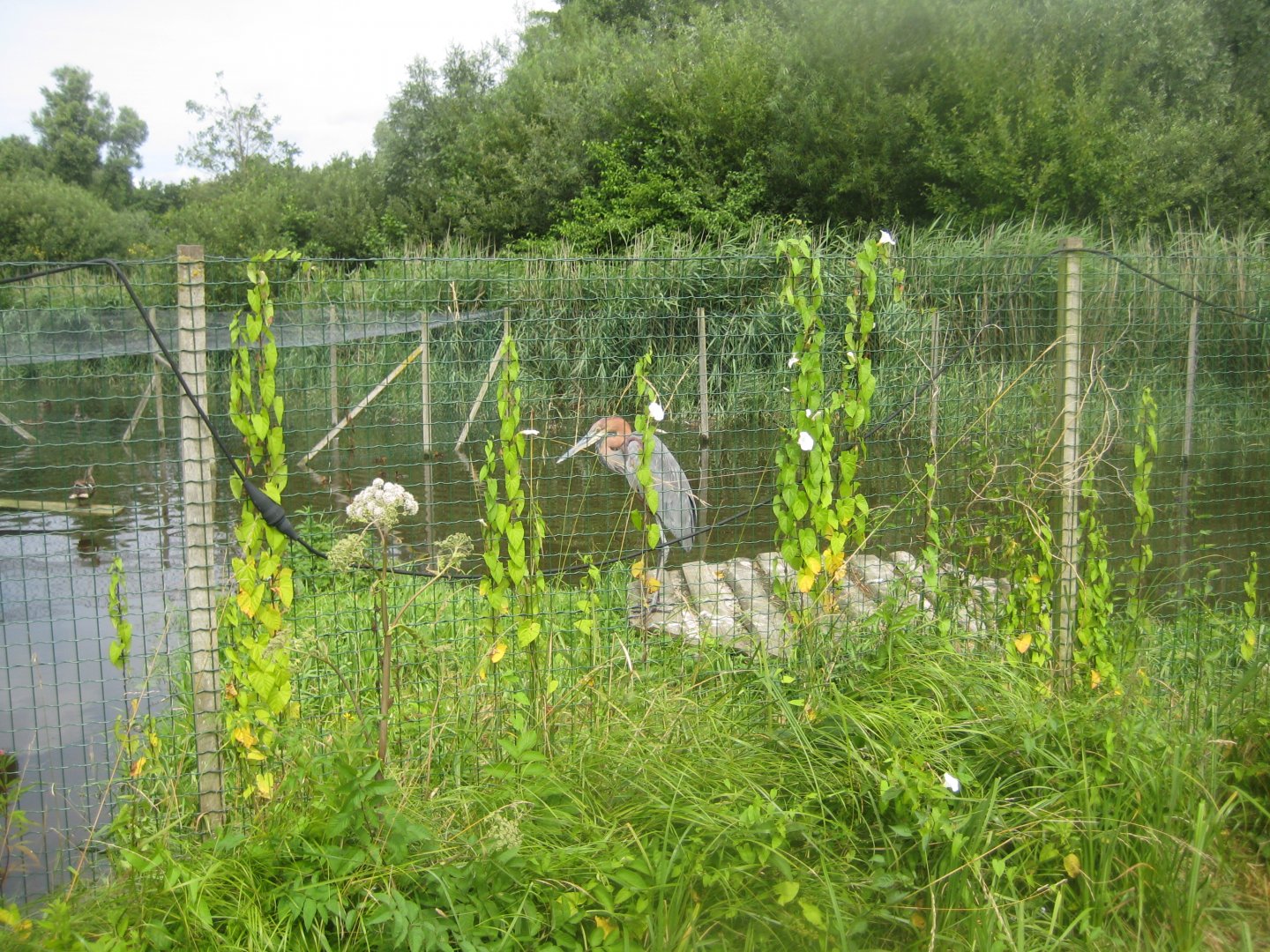 Vogelpark Niendorf - Goliath heron aviary