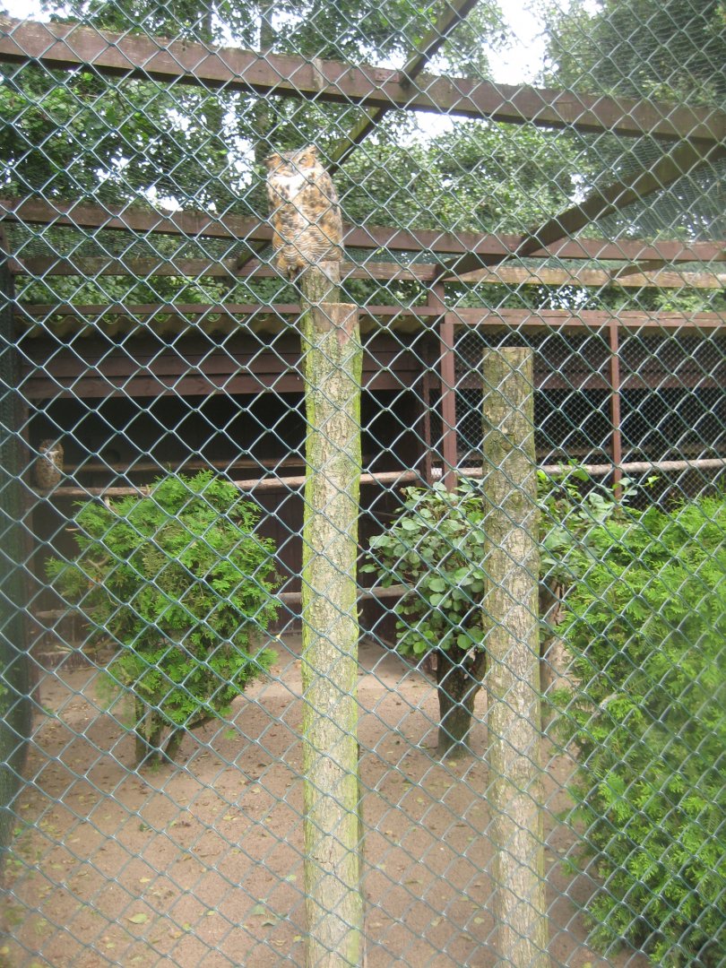 Vogelpark Niendorf - Great horned owl aviary