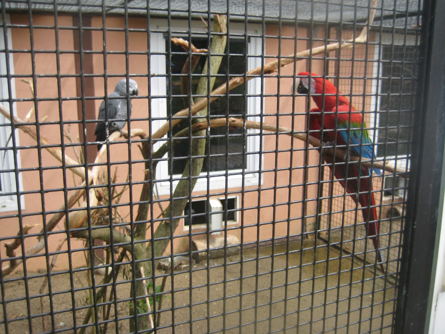 Vogelpark Niendorf - Grey parrot/macaw aviary