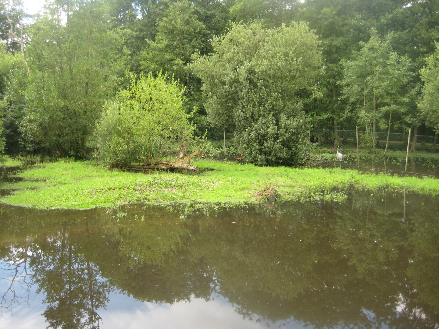 Vogelpark Niendorf - Japanese crane exhibit