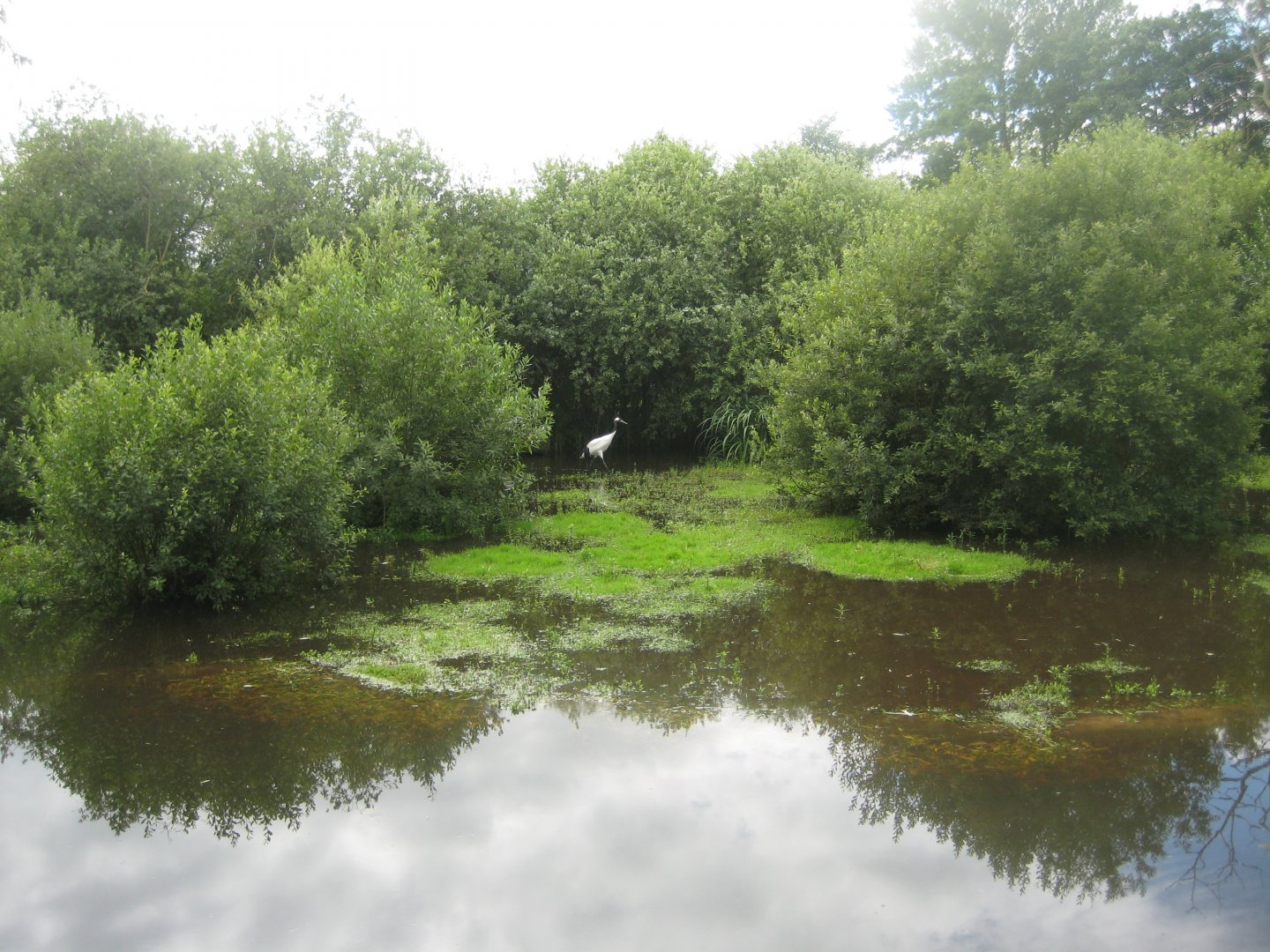 Vogelpark Niendorf - Japanese crane exhibit