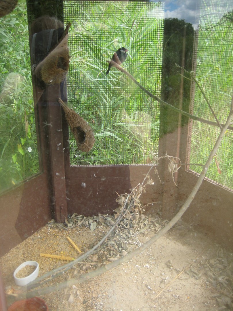 Vogelpark Niendorf - Java sparrow cage
