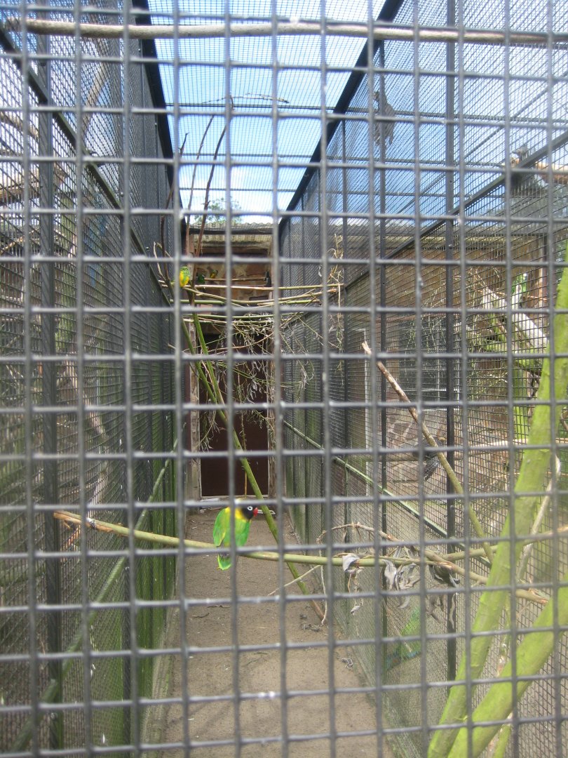 Vogelpark Niendorf - Lovebird/Senegal parrot aviary