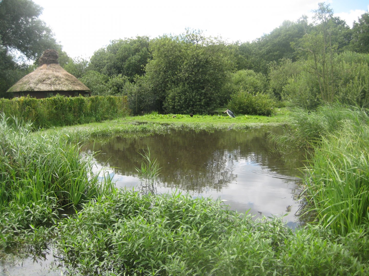 Vogelpark Niendorf - Marabou stork exhibit
