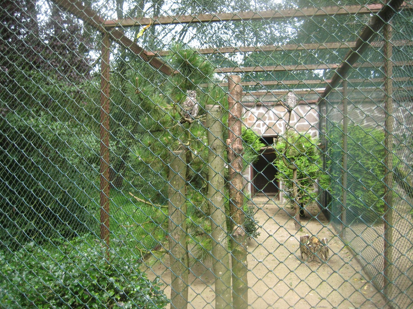 Vogelpark Niendorf - Mixed eagle-owl aviary