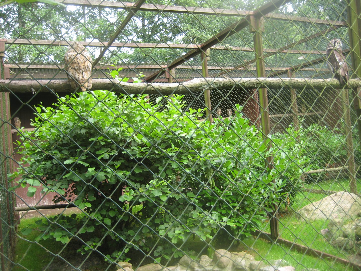Vogelpark Niendorf - Mixed eagle owl aviary