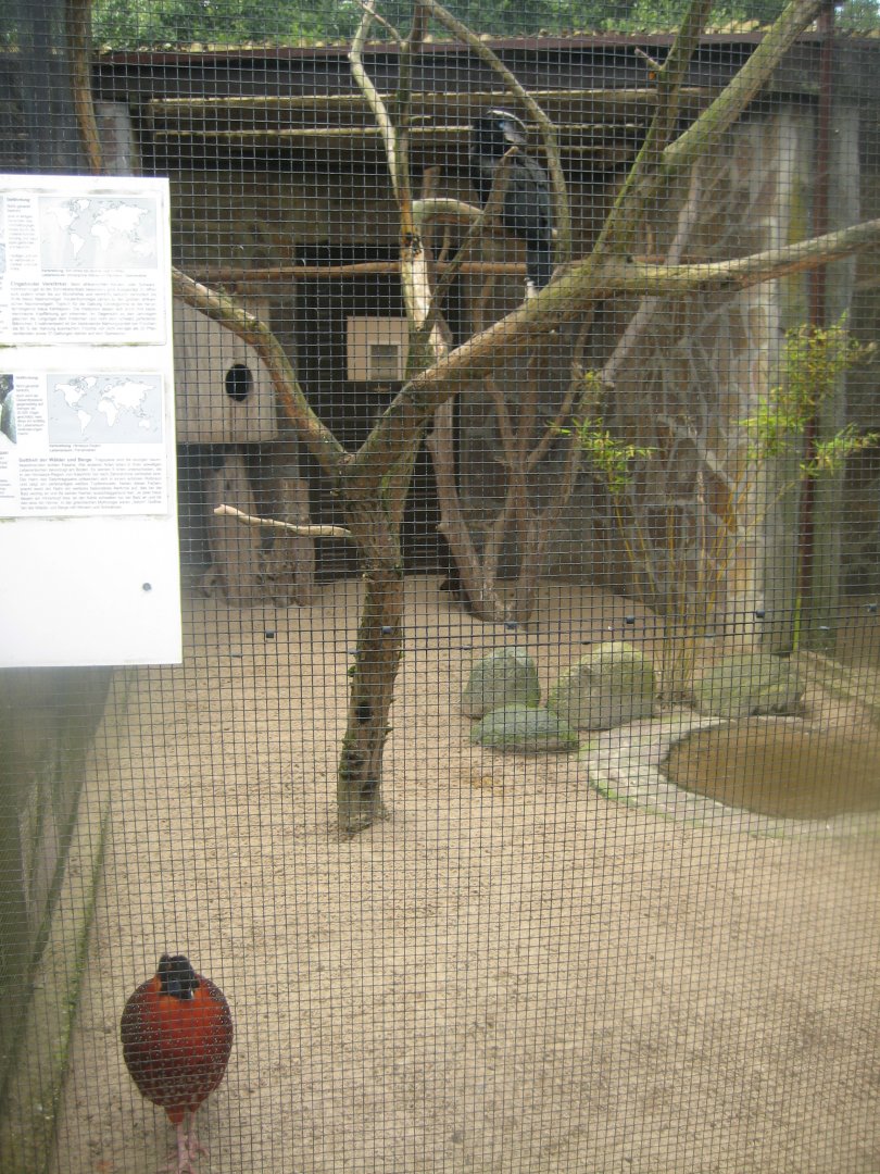 Vogelpark Niendorf - Mixed exotics #2