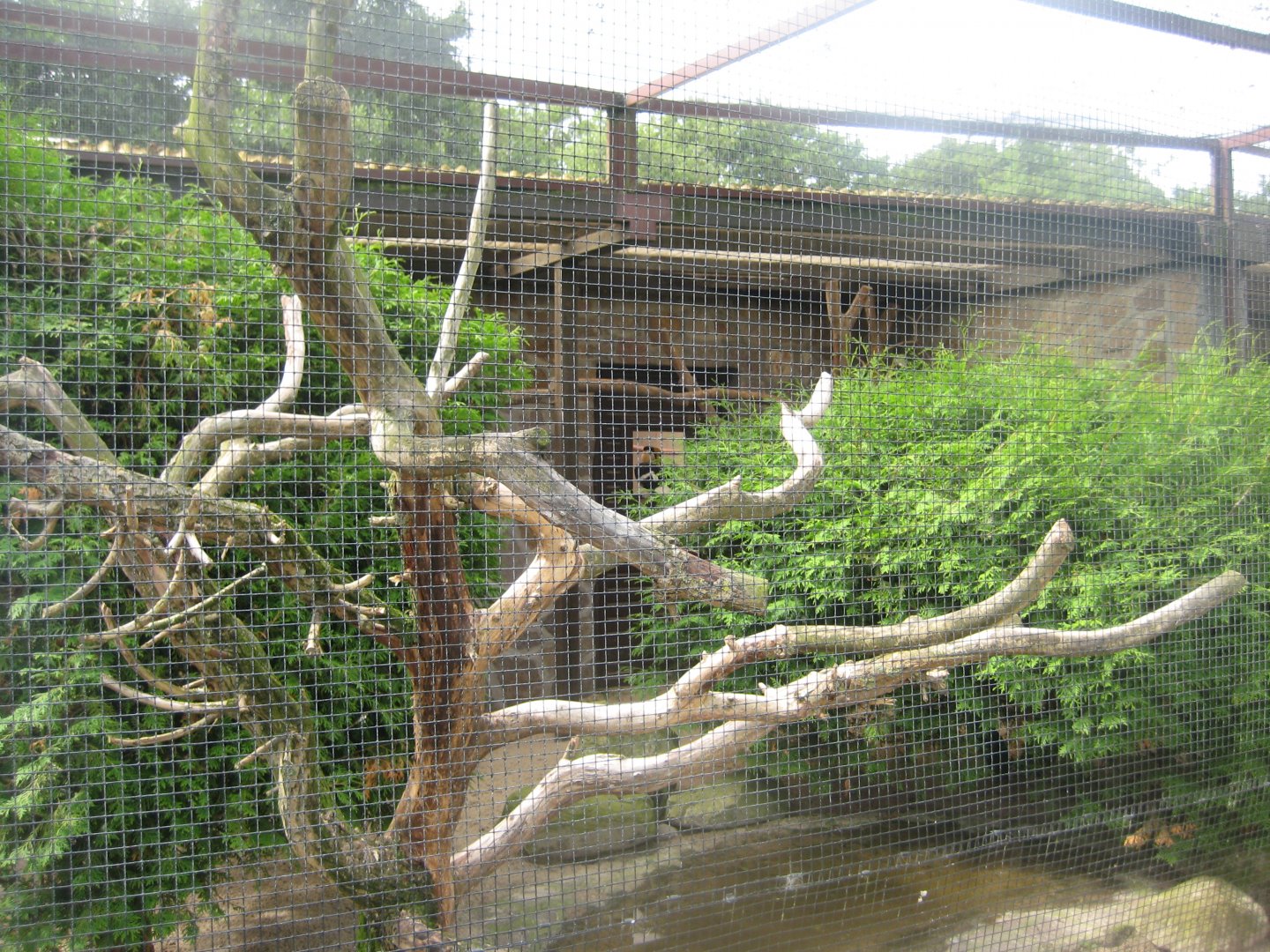 Vogelpark Niendorf - Mixed exotics #3