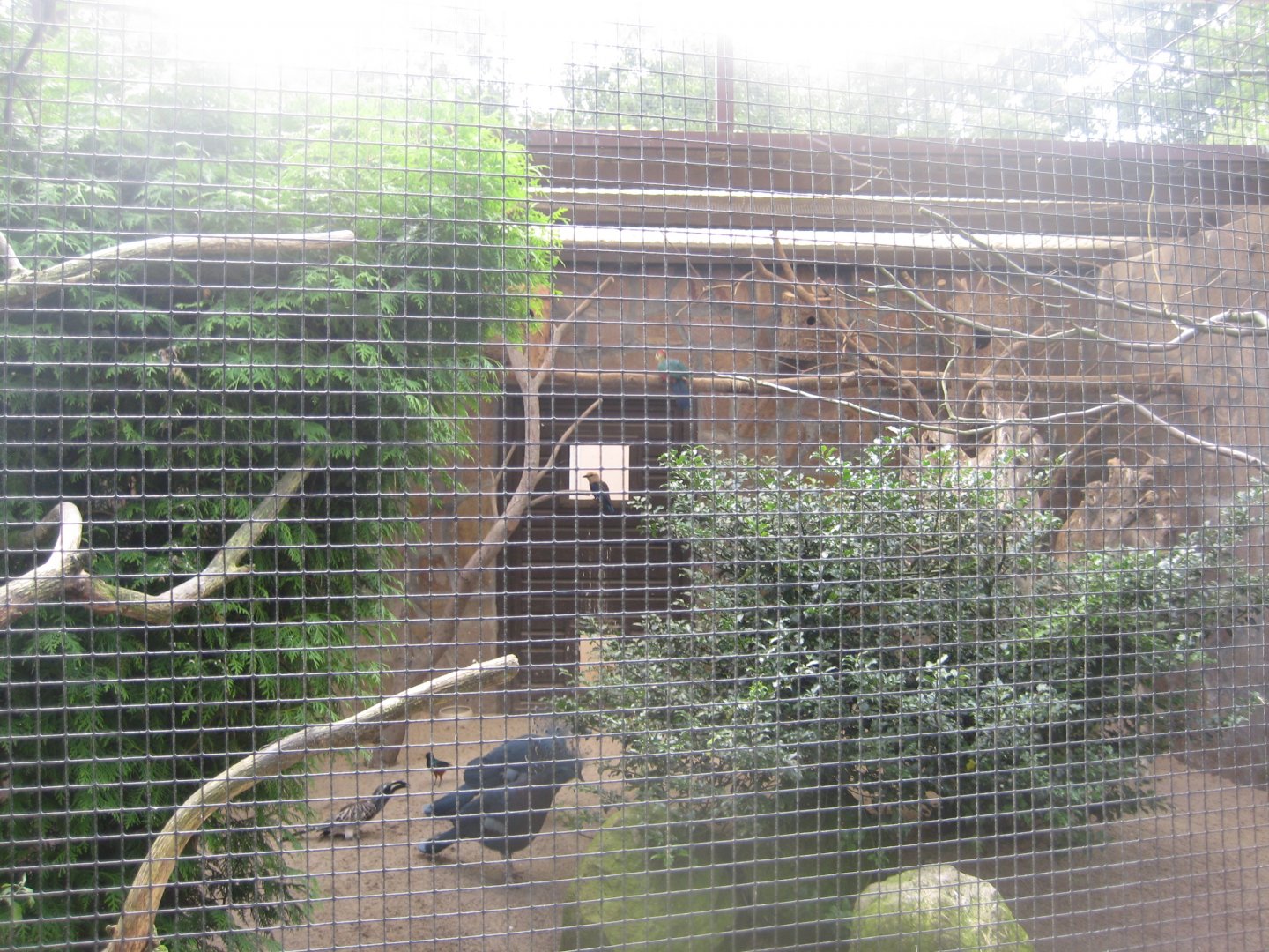 Vogelpark Niendorf - Mixed exotics #7