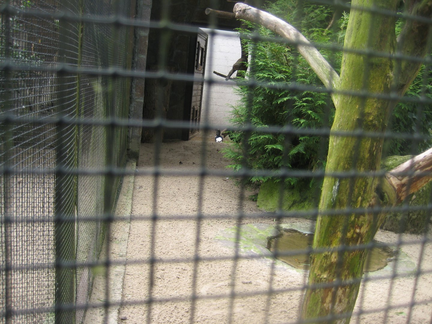 Vogelpark Niendorf - Mixed exotics #8