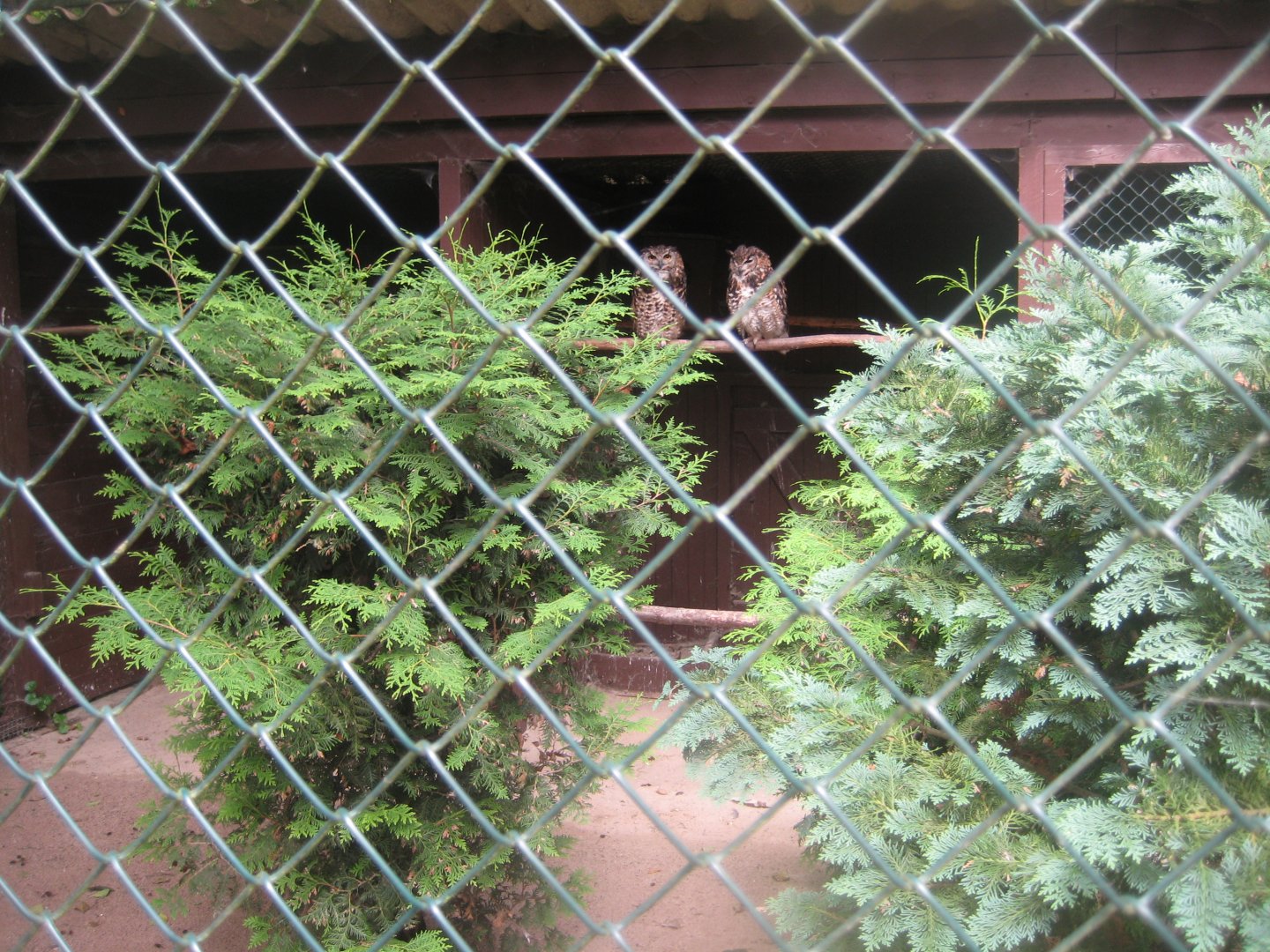 Vogelpark Niendorf - Mixed owl aviary