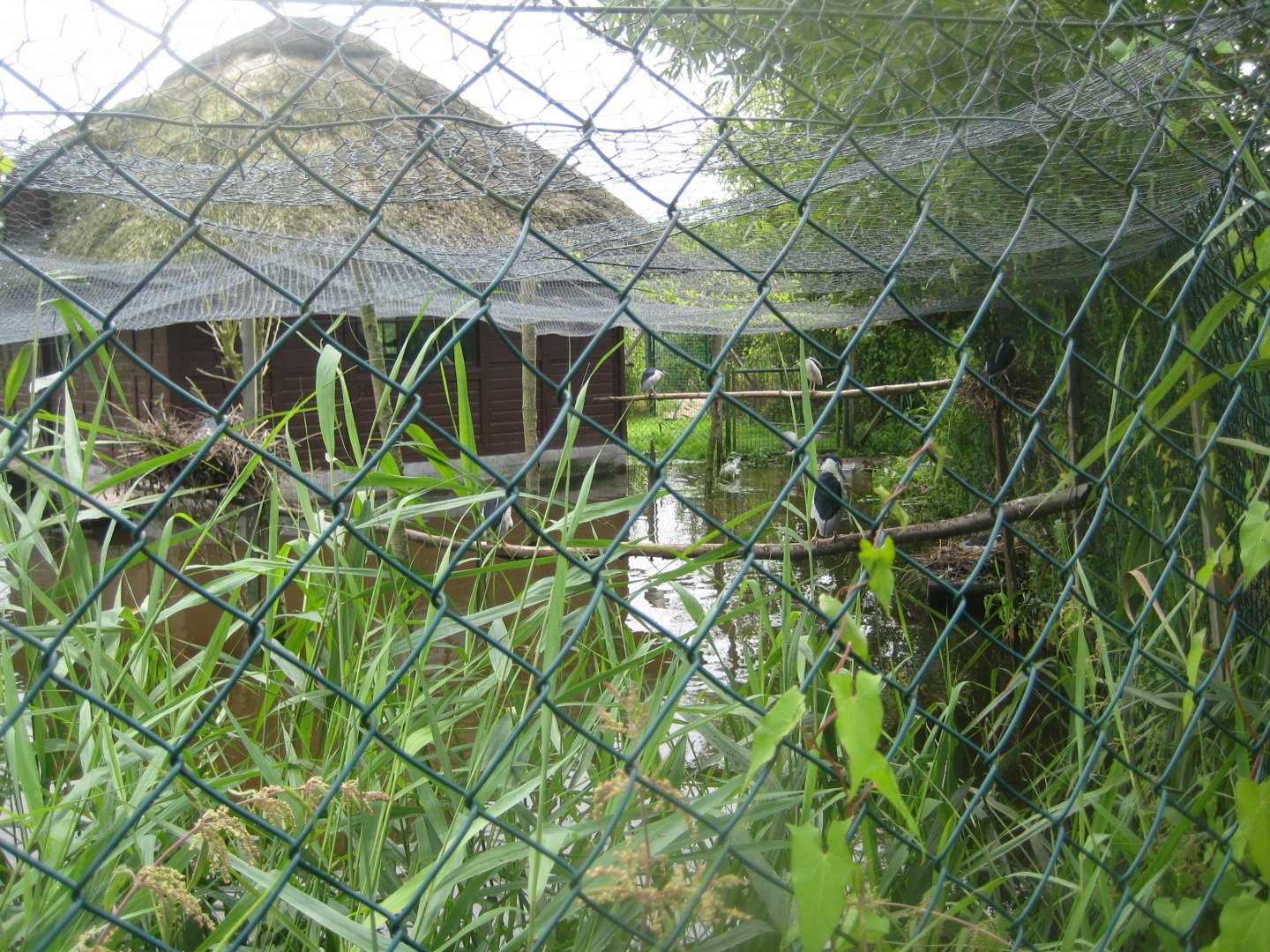 Vogelpark Niendorf - Night heron aviary