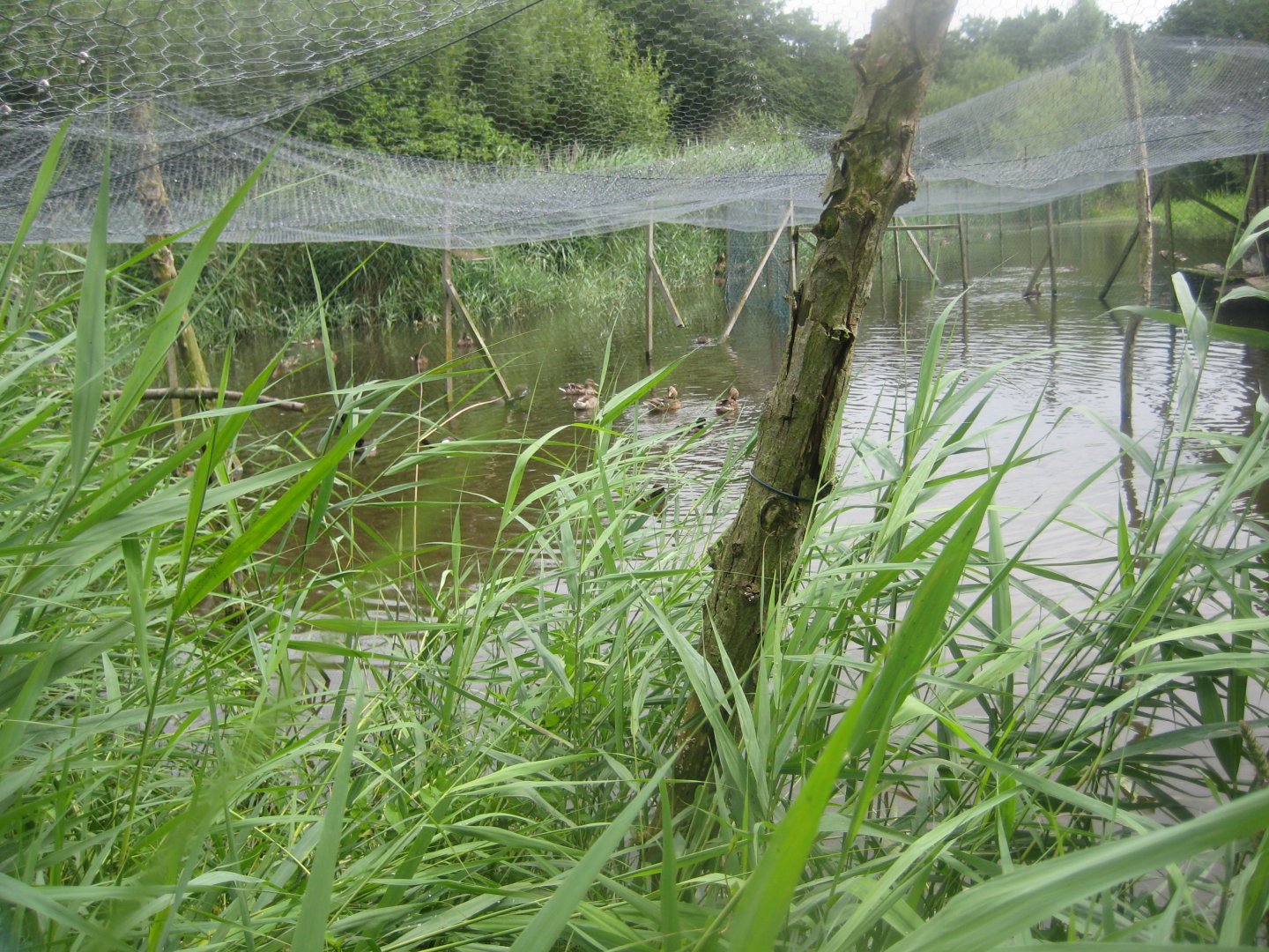 Vogelpark Niendorf - Night heron aviary