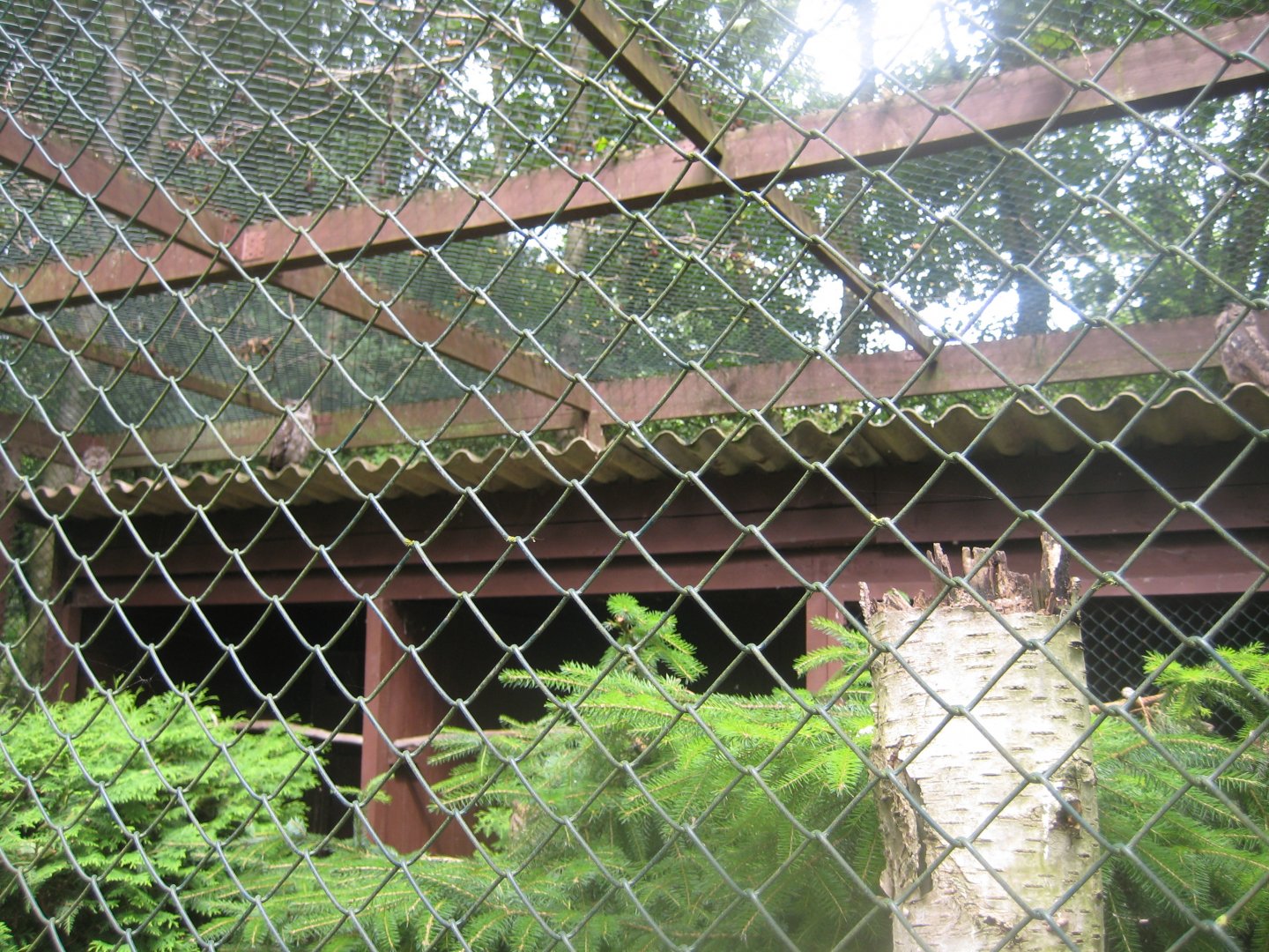 Vogelpark Niendorf - Pharaoh eagle owl aviary