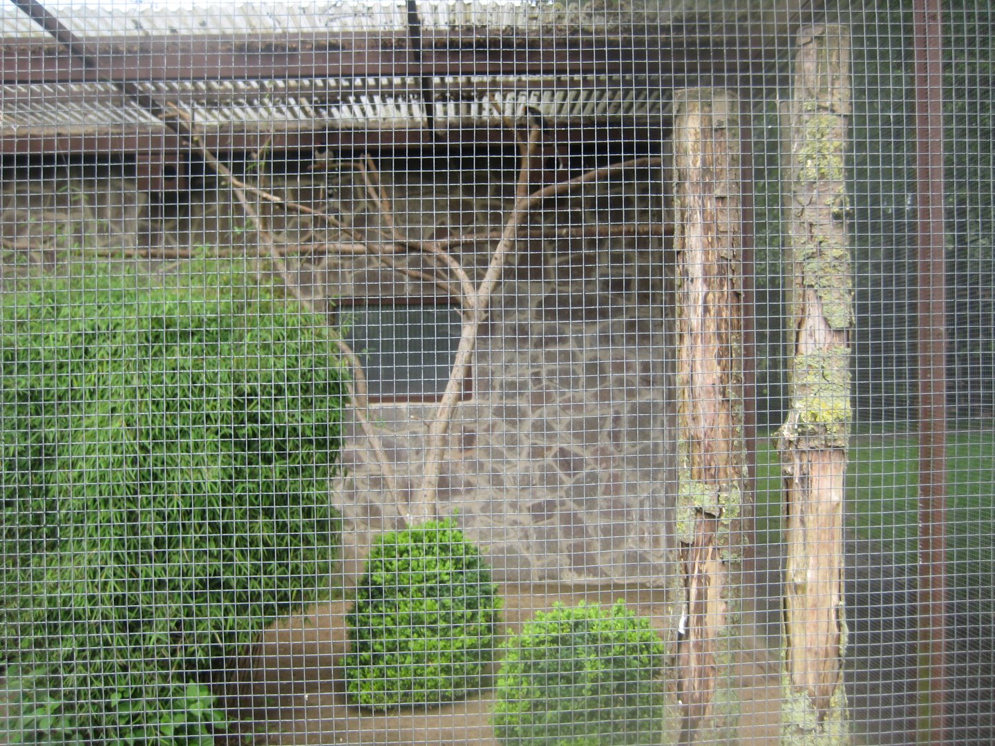 Vogelpark Niendorf - Pheasant/magpie aviary