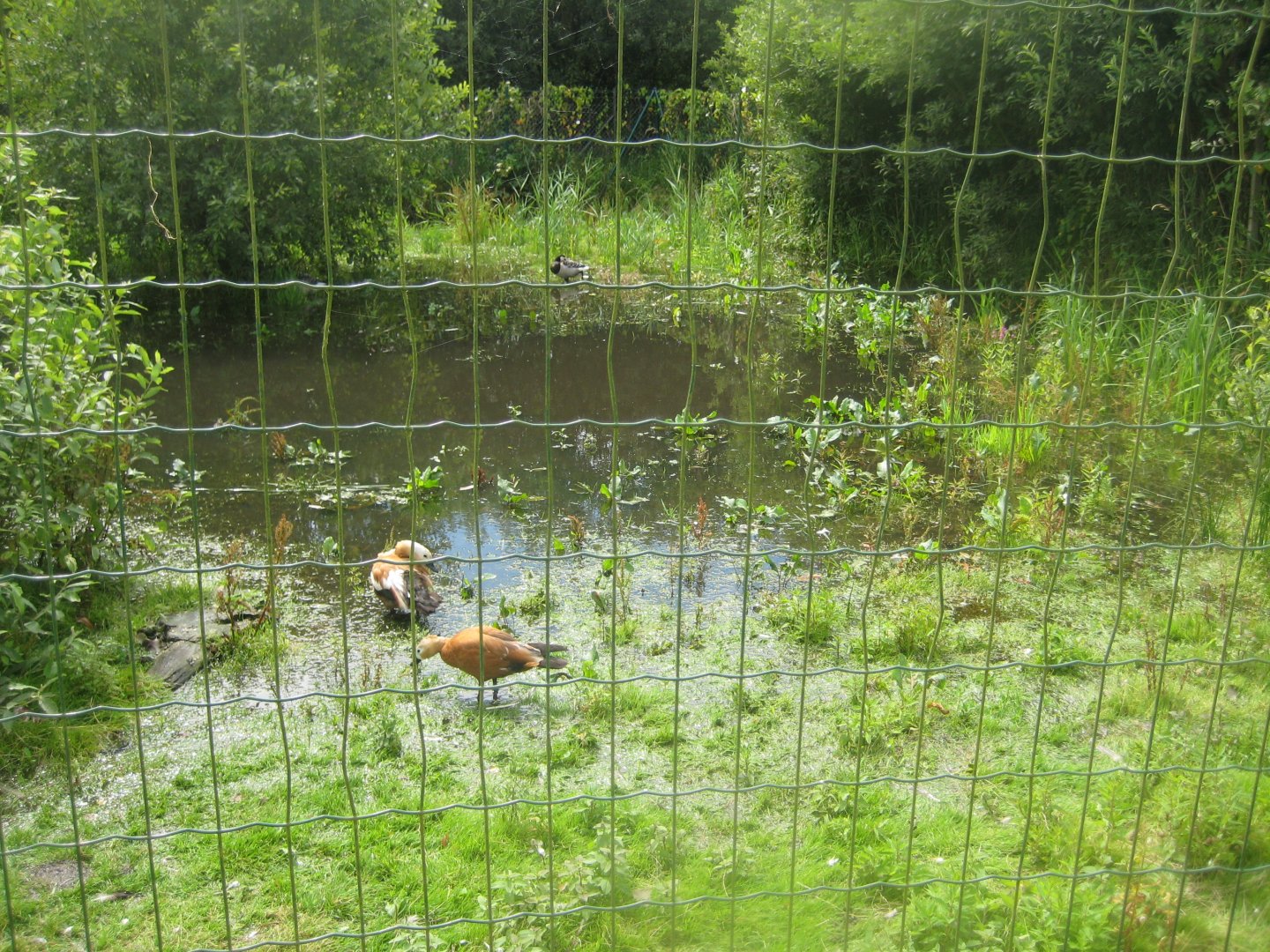 Vogelpark Niendorf - Sandhill crane exhibit