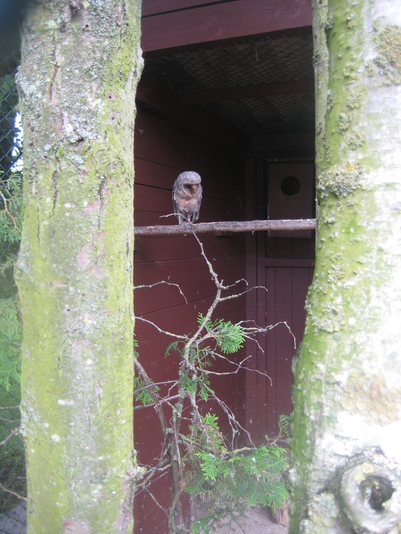 Vogelpark Niendorf - Sao Tome barn owl aviary
